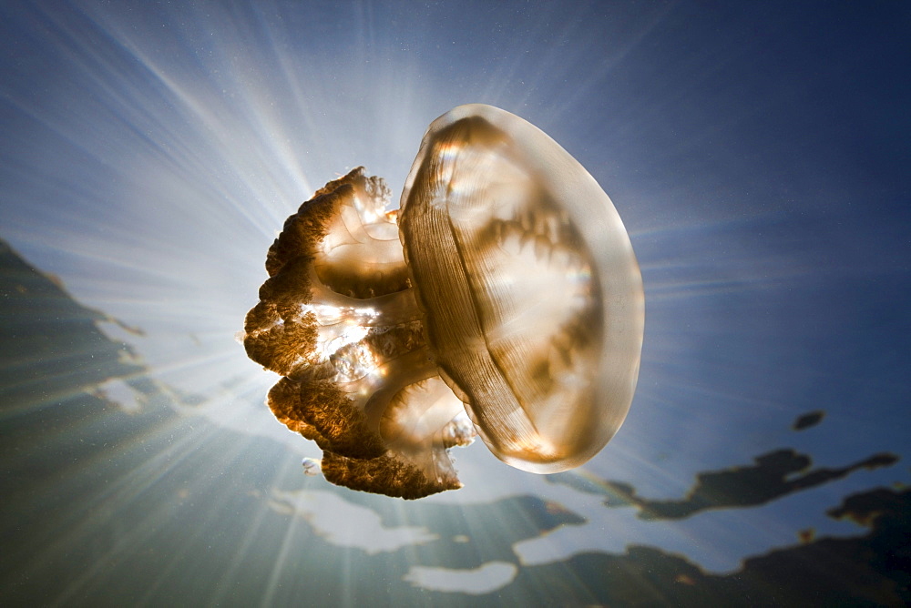 Mastigias Jellyfish, Mastigias papua etpisonii, Jellyfish Lake, Micronesia, Palau