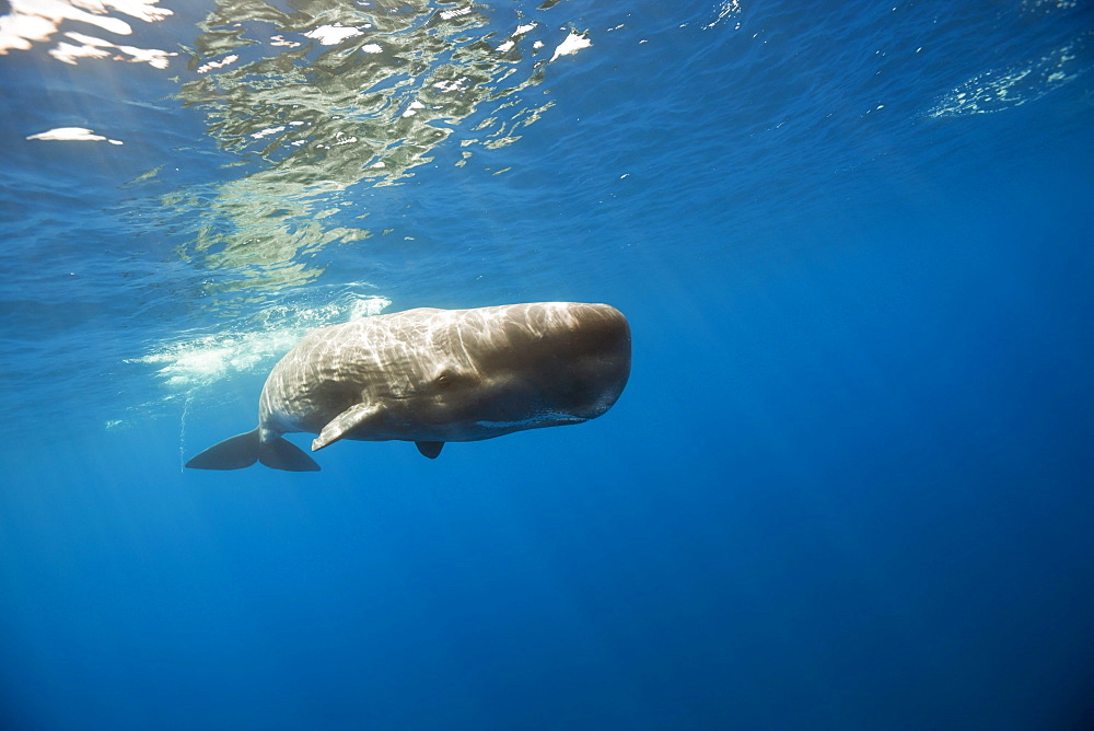 Sperm Whale, Physeter catodon, Lesser Antilles, Caribbean, Dominica