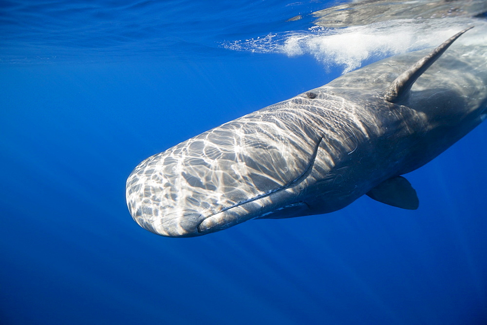 Sperm Whale, Physeter catodon, Lesser Antilles, Caribbean, Dominica