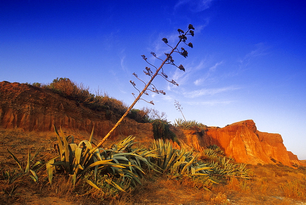 Barren landscape under blue sky at the rocky coast Praia da Falesia, Algarve, Portugal, Europe