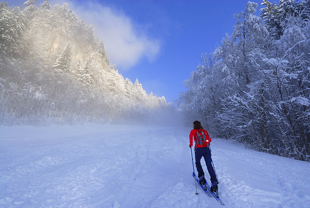 Female backcountry skiier ascending, Kampenwand, Chiemgau range, Chiemgau, Bavaria, Germany