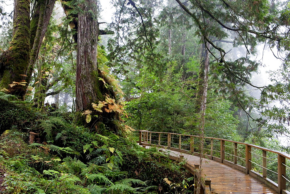 Jetty and old trees at the rainforest in the morning mist, Divine trees at Ma-kou Nature Reserve Park, Mingchih, Taiwan, Asia