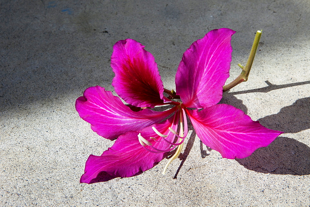 Blossom of an orchid, Taiwan, Asia