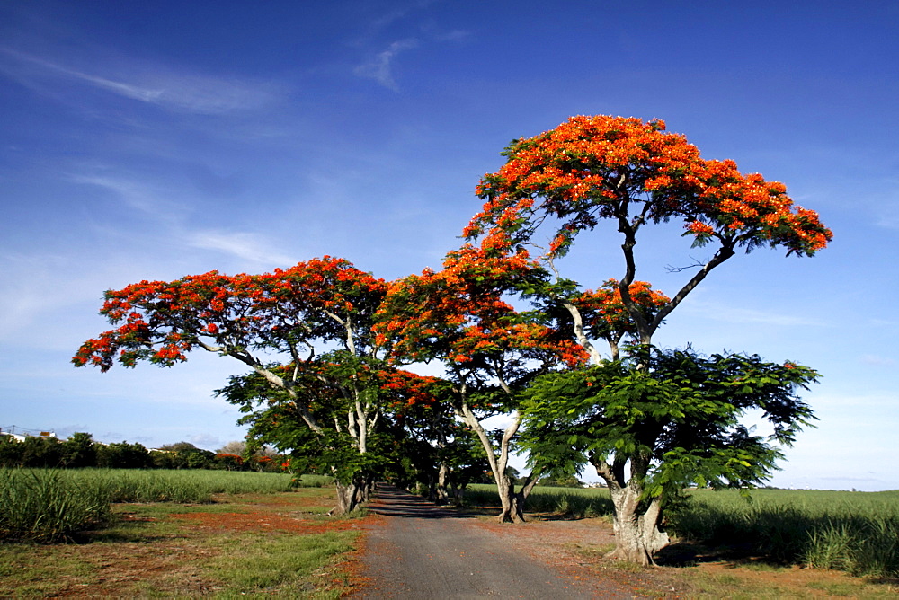 Flame Tree, Flamboyant, Royal Poinciana, lonely street, nobody, Mauritius, Africa