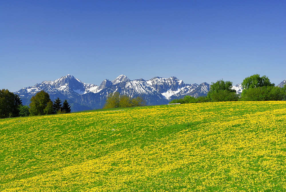 View over meadow with dandelion to Tannheim range, Allgaeu Alps, Allgaeu, Swabia, Bavaria, Germany