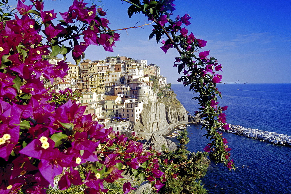 Red blooming bush under blue sky, view at Manarola, Cinque Terre, Liguria, Italian Riviera, Italy, Europe