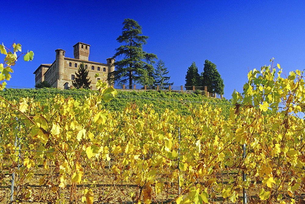 Vineyard and Castello Grinzane Cavour under blue sky, Piedmont, Italy, Europe