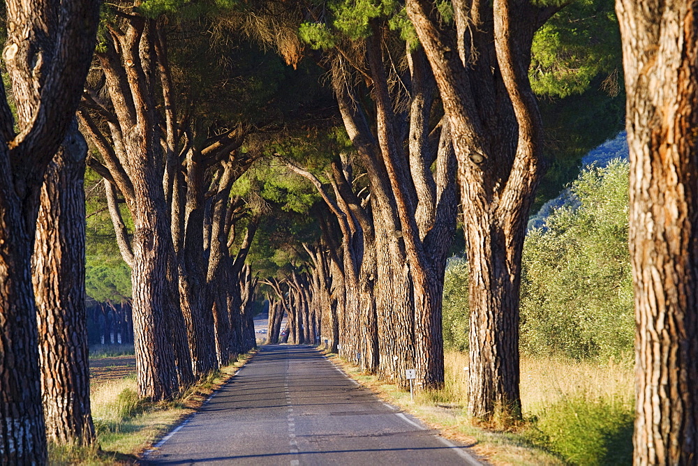 Pine tree alley in Maremma, Tuscany, Italy