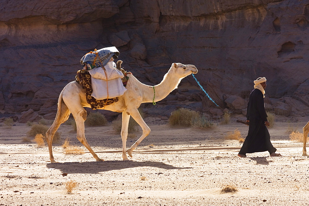 Camel Caravan in the libyan desert, Dromedaries, Camelus dromedarius, Akakus mountains, Libya, Sahara, North Africa