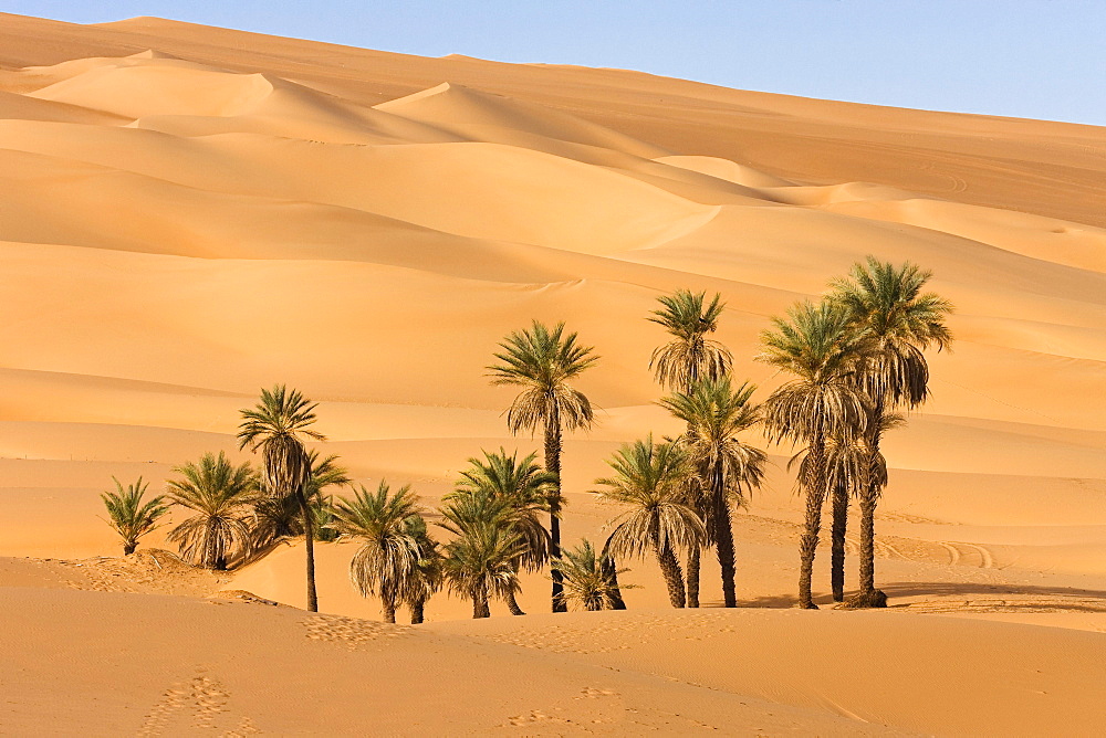 Date Palms, Phoenix spec., in the libyan desert, Oasis Um el Ma, Libya, Sahara, North Africa