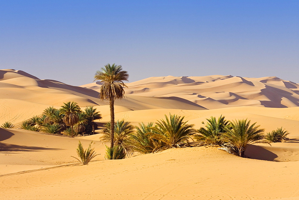 Date Palms, Phoenix spec., in the libyan desert, Oasis Um el Ma, Libya, Sahara, North Africa