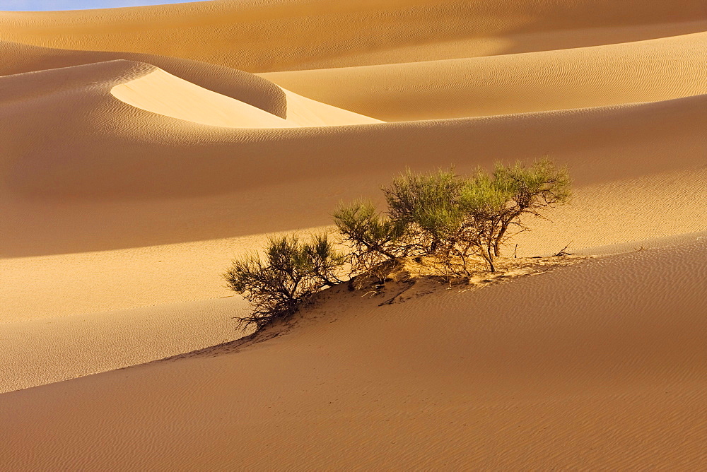 Tamarisks in the libyan desert, Sahara, Libya, North Africa