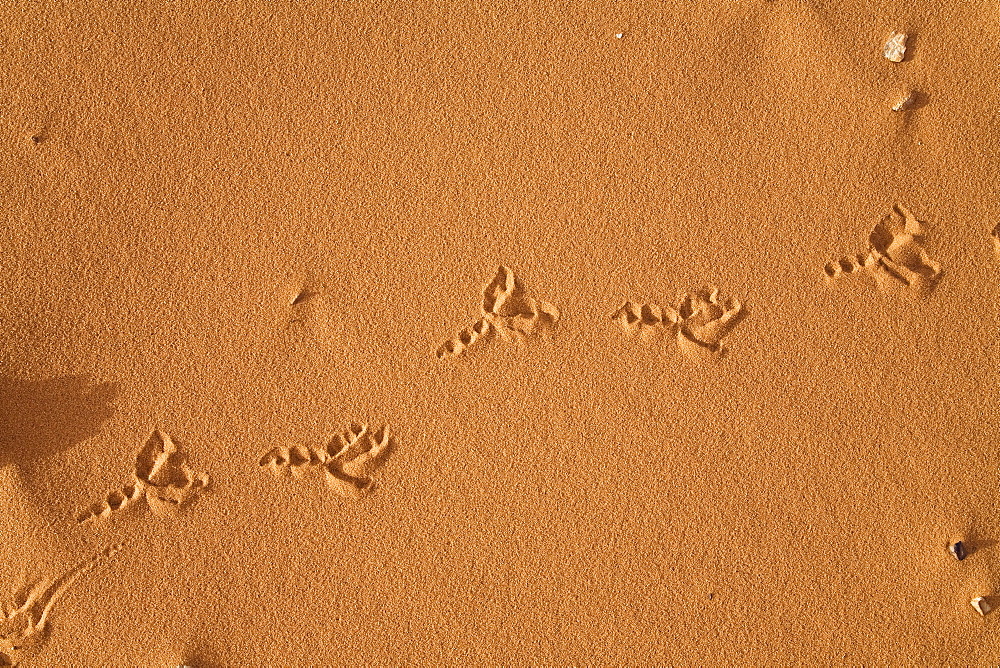 Bird's spoor in the libyan desert, Libya, Sahara, North Africa