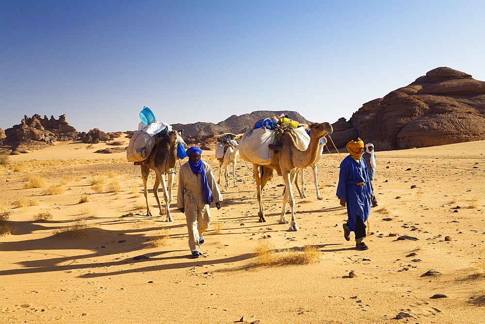 Camel Caravan in the libyan desert, Dromedaries, Camelus dromedarius, Akakus mountains, Libya, Sahara, North Africa