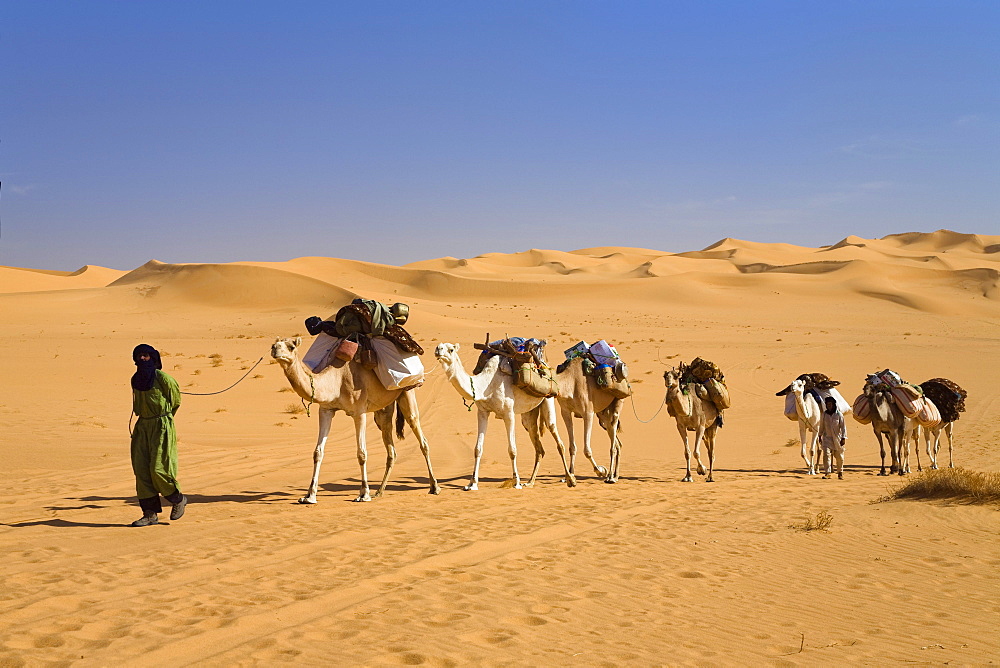 Camel Caravan in the libyan desert, Dromedaries, Camelus dromedarius, Libya, Sahara, North Africa