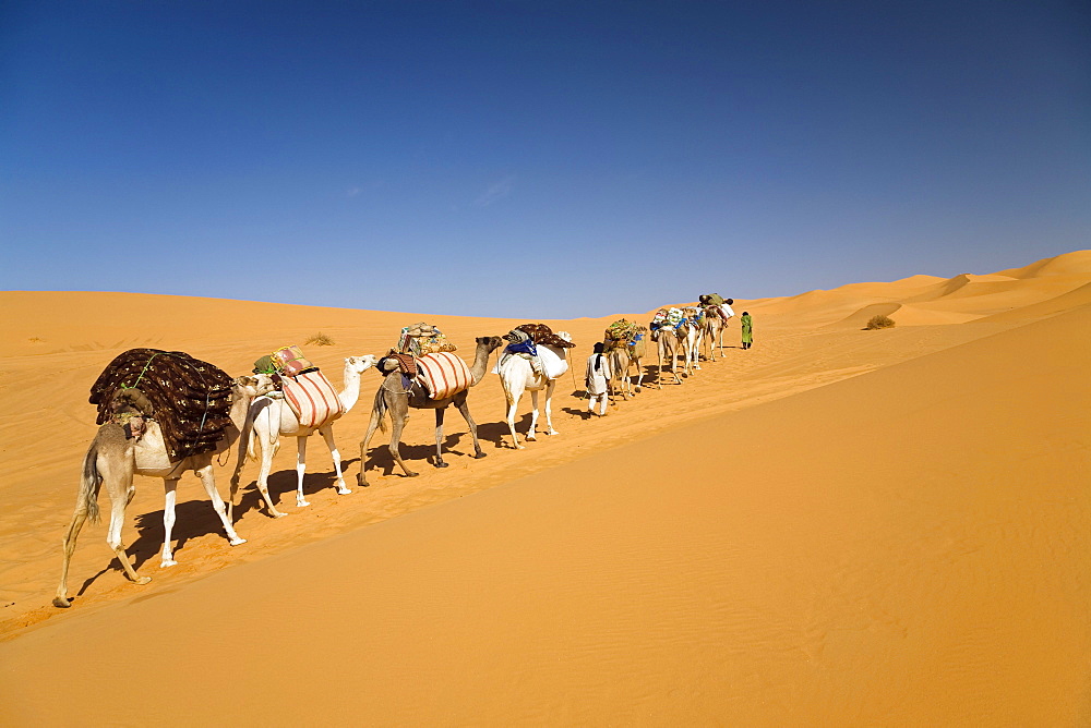 Camel Caravan in the libyan desert, Dromedaries, Camelus dromedarius, Libya, Sahara, North Africa