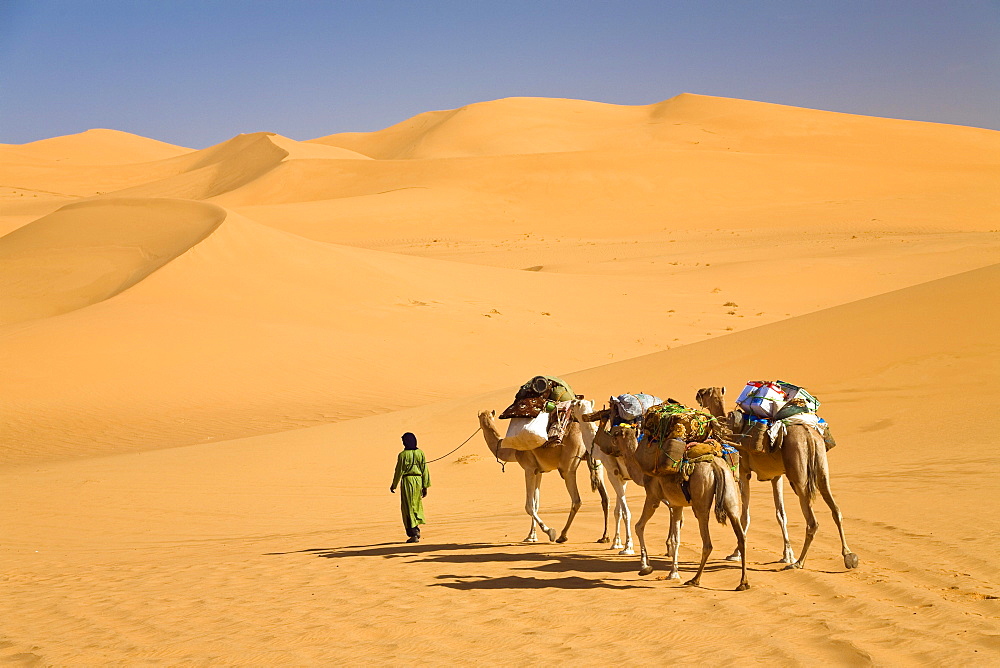 Camel Caravan in the libyan desert, Dromedaries, Camelus dromedarius, Libya, Sahara, North Africa