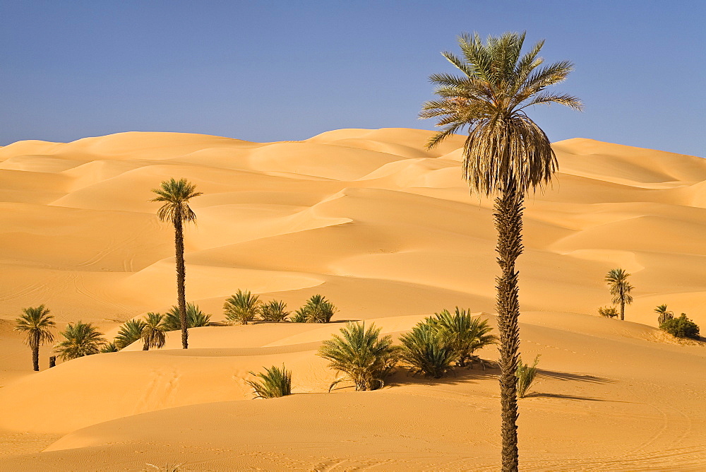 Date Palms, Phoenix spec., in the libyan desert, Oasis Um el Ma, Libya, Sahara, North Africa