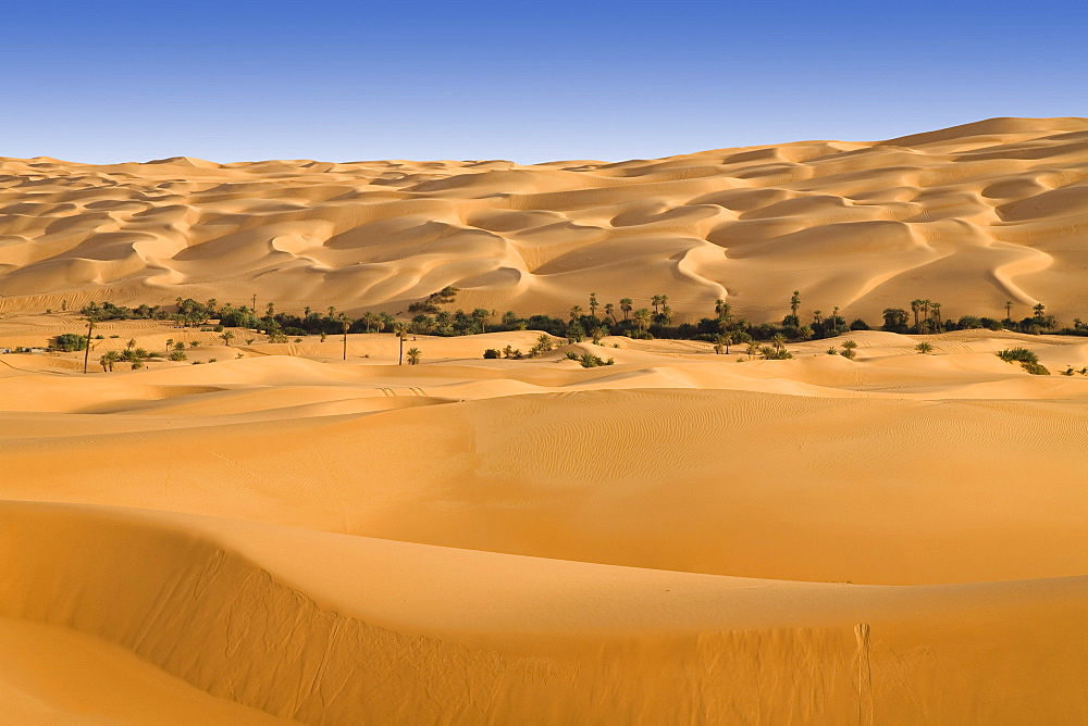 Um el Ma oasis and sanddunes, libyan desert, Libya, Sahara, Africa