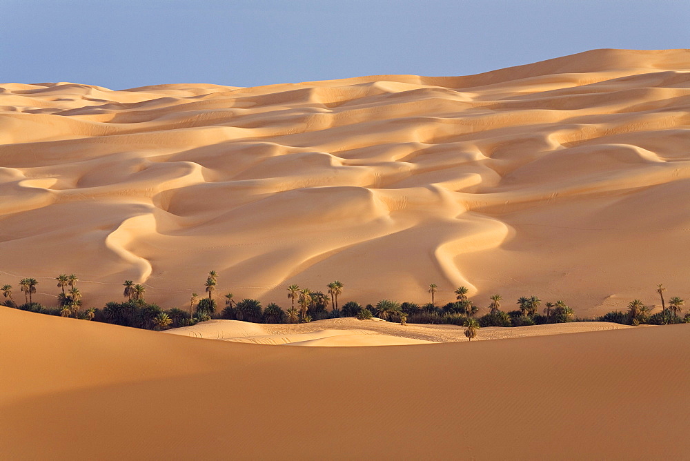 Um el Ma oasis and sanddunes, libyan desert, Libya, Sahara, Africa