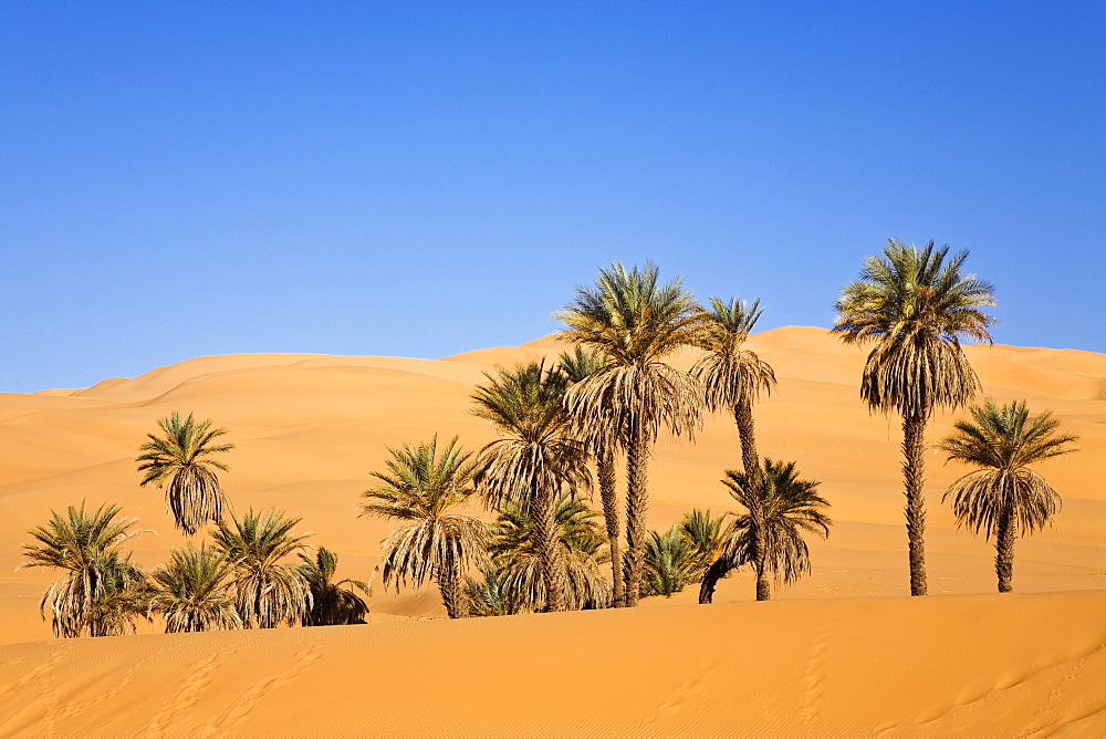 Date Palms, Phoenix spec., in the libyan desert, Oasis Um el Ma, Libya, Sahara, North Africa