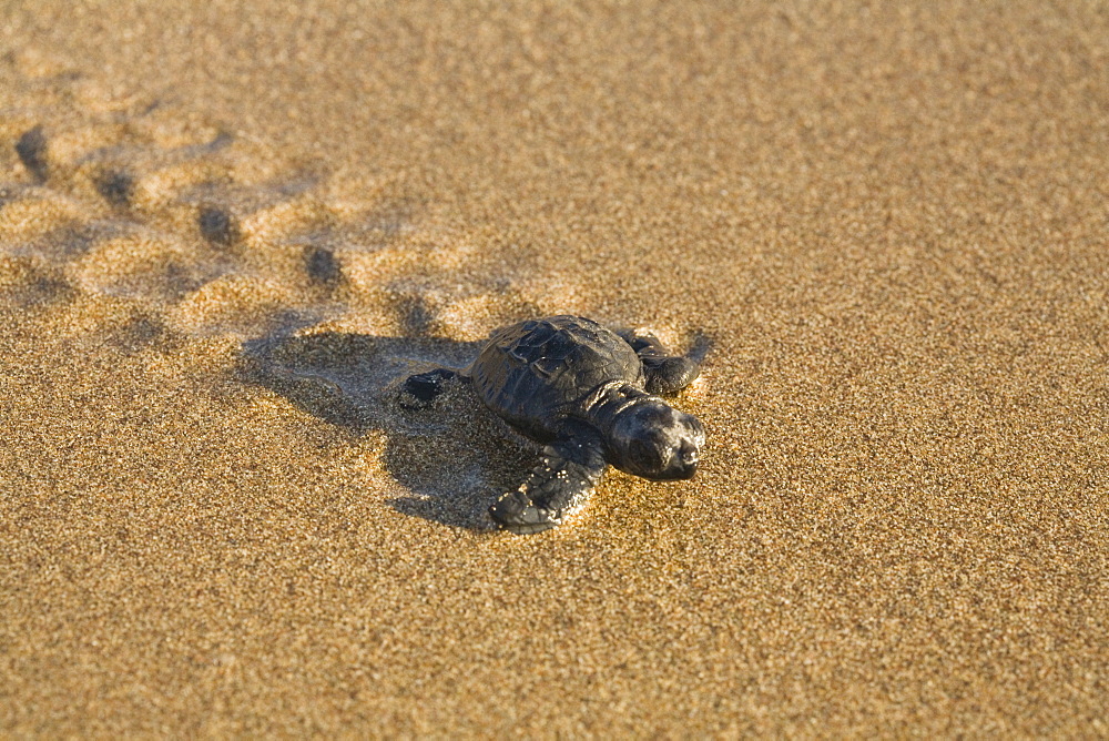 Baby Loggerhead Sea Turtle, Caretta caretta, running from its nest to the sea, turtle project, Lara Beach, Akamas, Cyprus