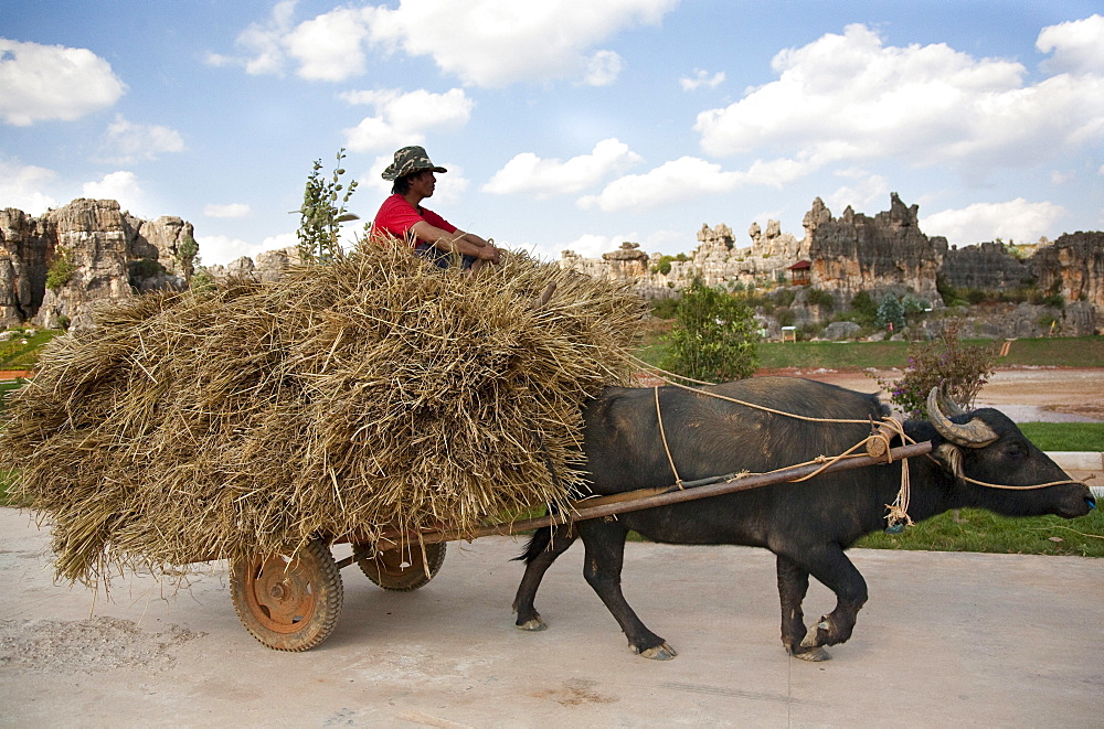 Water buffalo pulling cart with hay and farmer, karst formations in the background, Shilin, Yunnan, People's Republic of China, Asia