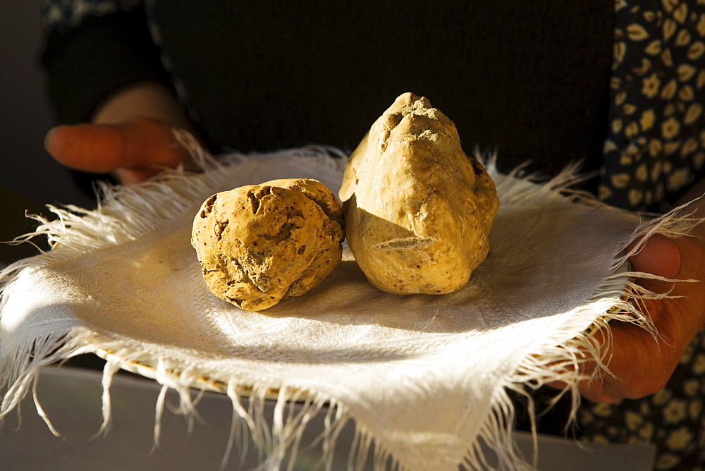 Truffles at the market in Alba, Piedmont, Italy