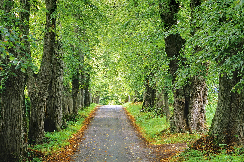 Lime tree alley at Marktoberdorf, Bavaria, Germany