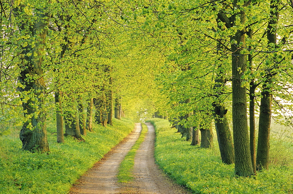 Lime tree alley, near Malchow, Mecklenburg-Western Pomerania, Germany