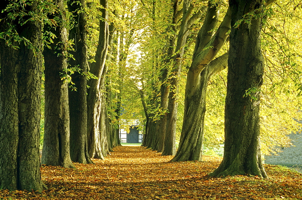 Chestnut alley, Muensterland, North Rhine-Westphalia, Germany