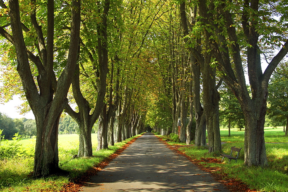 Chestnut alley to the cemetery, Herschbach, Rhineland-Palatinate, Germany