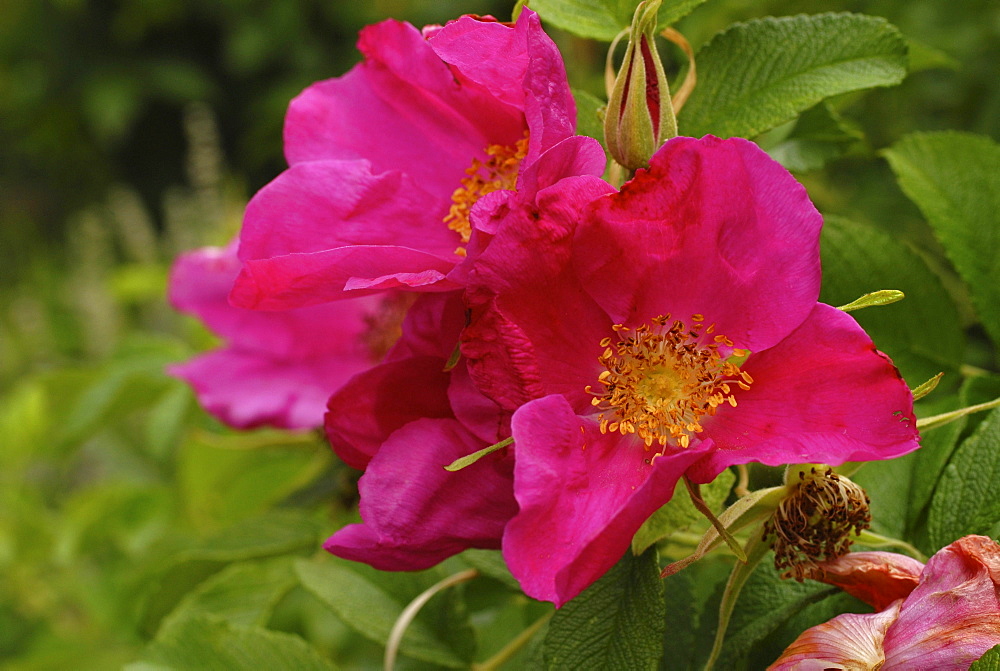 Pink flowers of a rosa rugosa