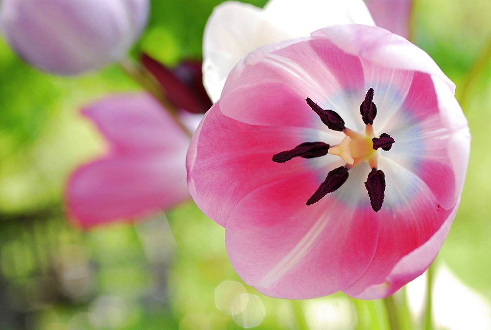 Bunch of fully blooming garden tulips in the garden