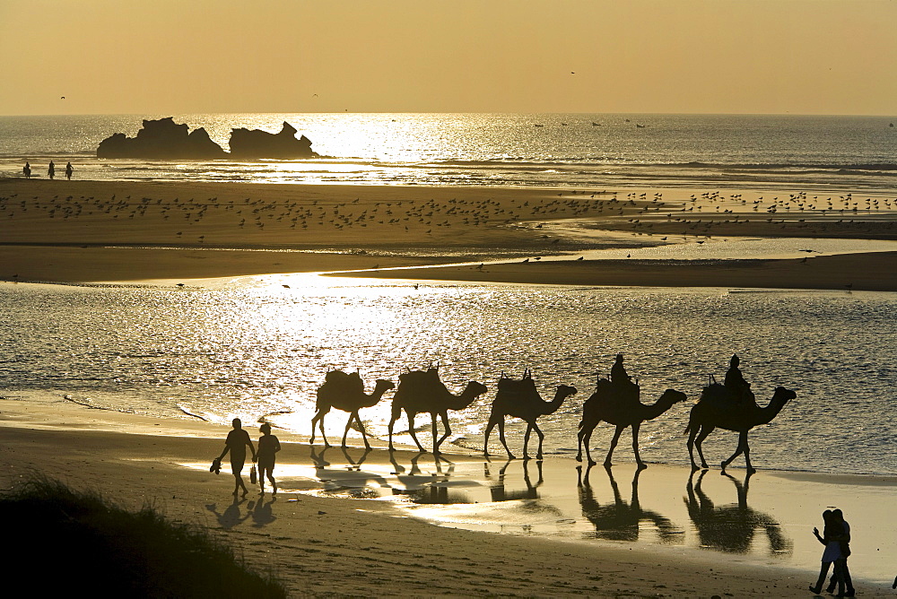 Camel train on the beach, Atlantic Ocean, Essouira, Morocco, Africa