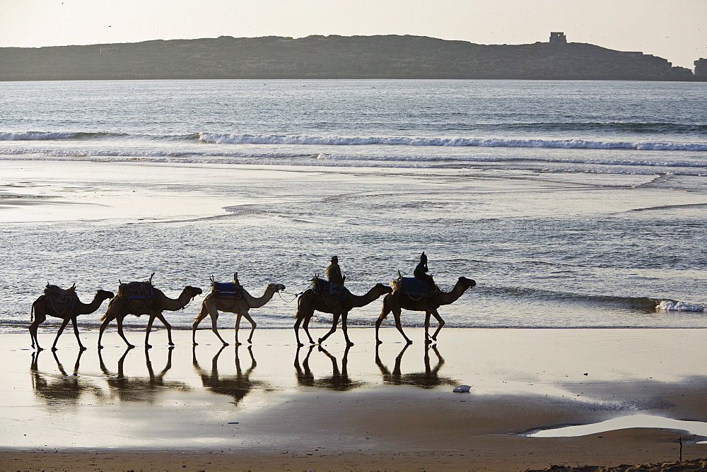 Camel train on the beach, Atlantic Ocean, Essouira, Morocco, Africa