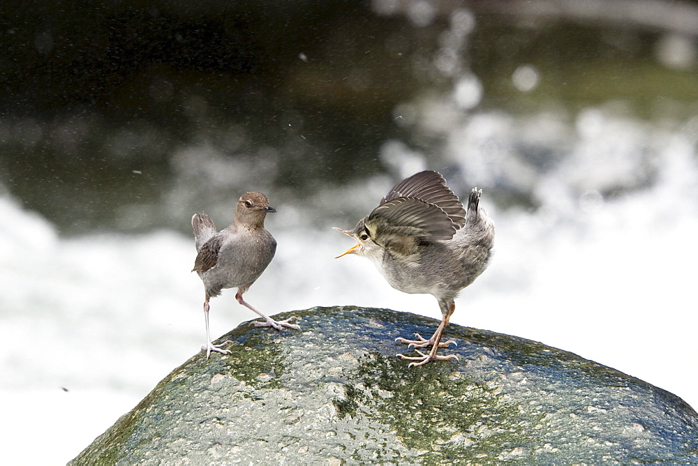 American Dipper feeding young bird, Water Ouzel, Cinclus mexicanus, Costa Rica, Central America