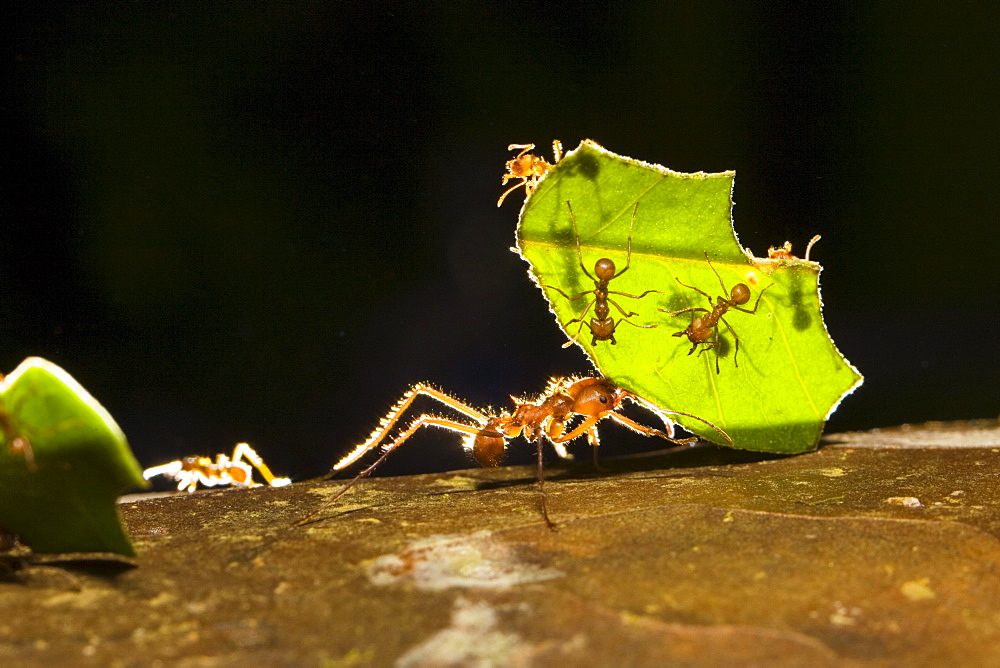 Leafcutter ants carrying pieces of leaves, Atta cephalotes, rainforest, Costa Rica