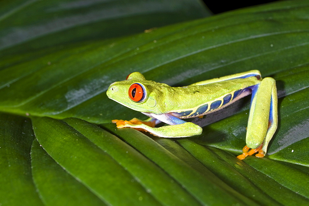 Gaudy Leaf Frog, Agalychnis callidryas on a leaf in the rainforest, Costa Rica