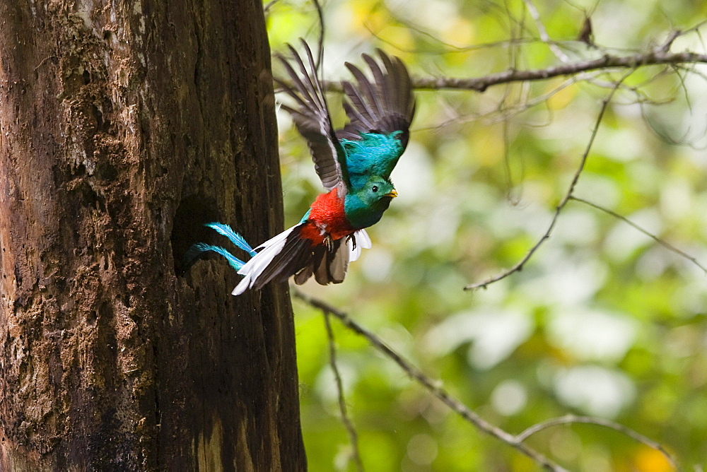 Resplendent Quetzal male in flight, Pharomachrus mocinno costaricensis, Costa Rica