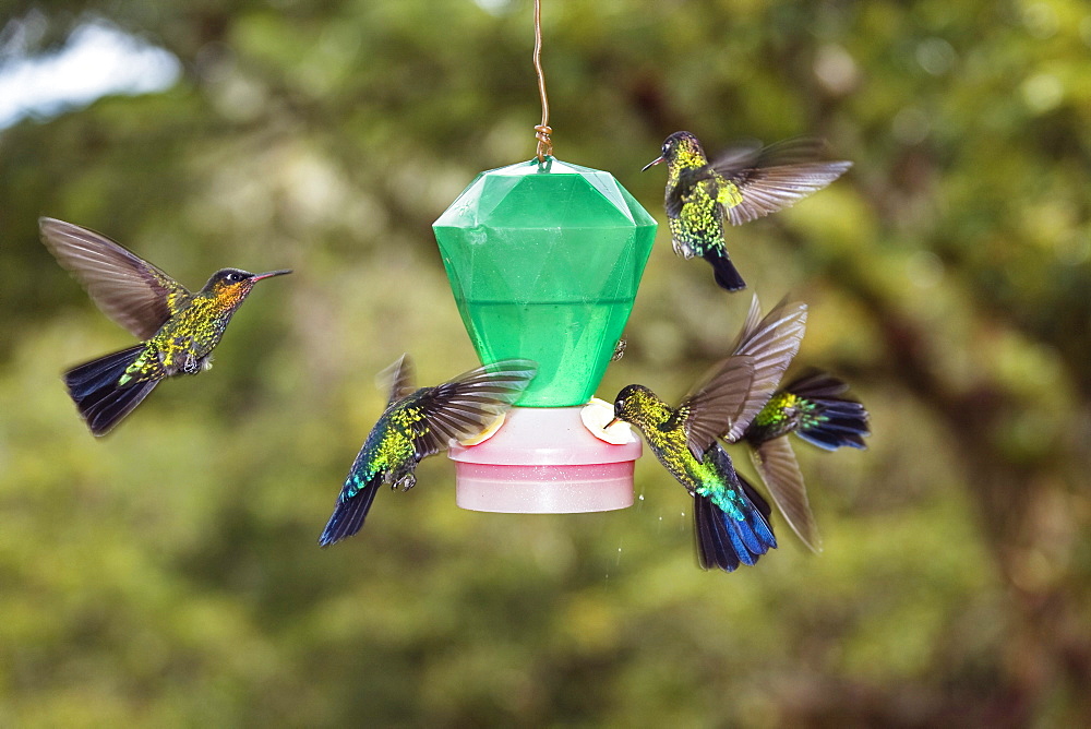 hummingbirds on feeder, Cerro de la Muerte, Costa Rica, Centralamerica