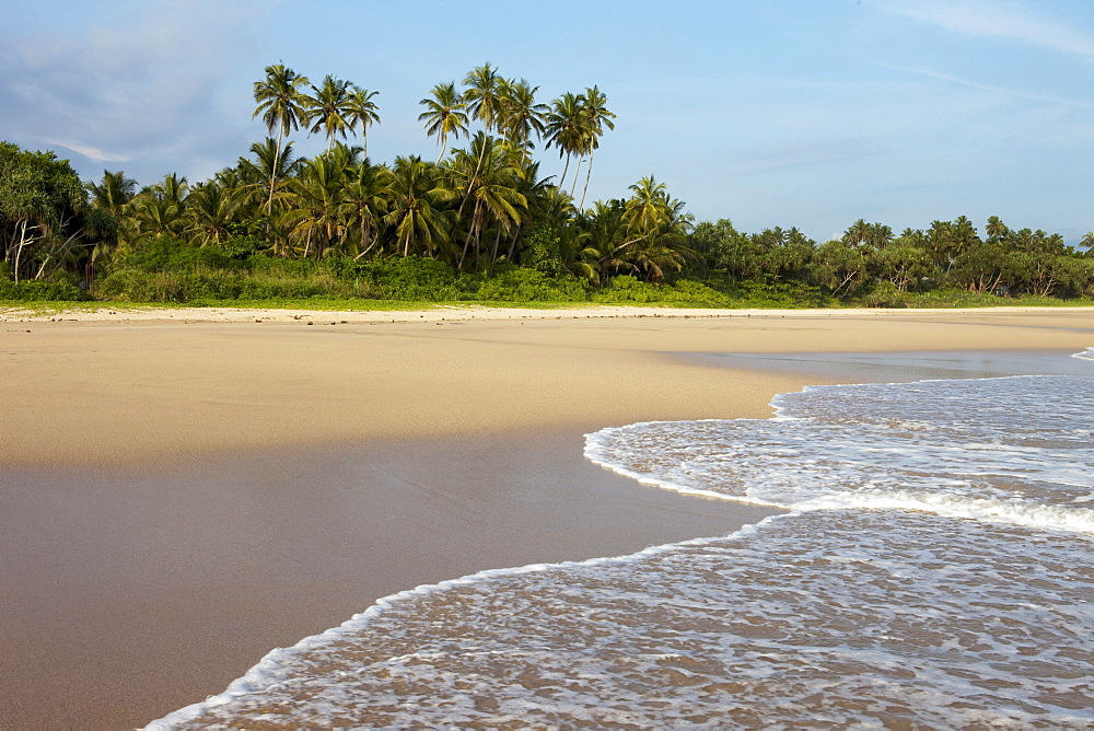 Coconut trees in the evening sun at Talalla beach, Talalla, Matara, South coast, Sri Lanka, Asia