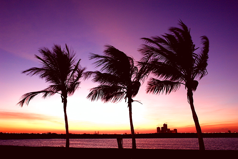 Palms in Ras Al Khaimah, RAK, United Arab Emirates, UAE