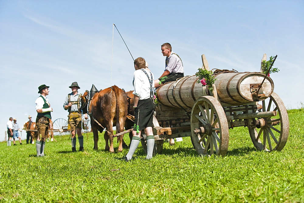 Bull race, Haunshofen, Wielenbach, Upper Bavaria, Germany