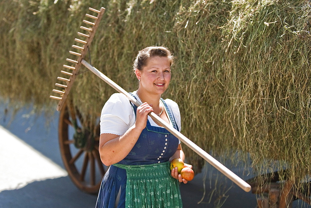 Bull race, Haunshofen, Wielenbach, Upper Bavaria, Germany