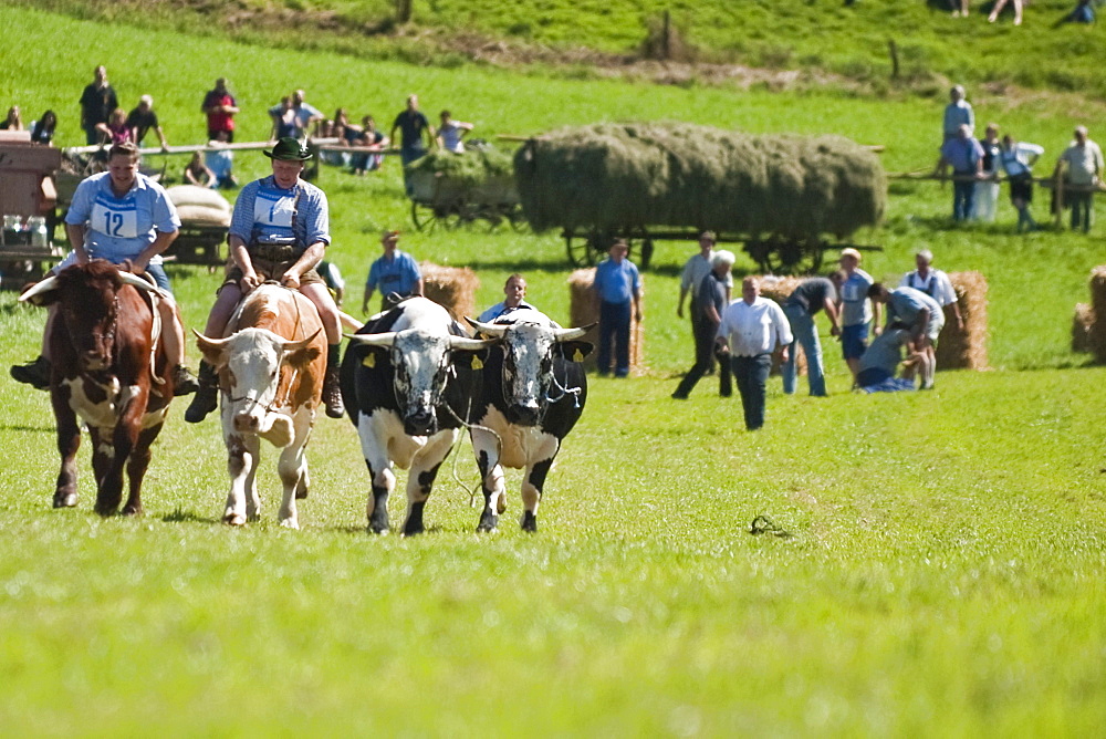 Bull race, Haunshofen, Wielenbach, Upper Bavaria, Germany