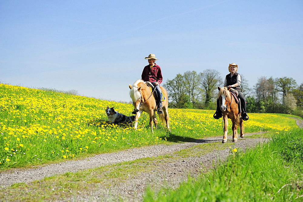 Two women riding horses on a track through a meadow with dandelions, Lindau, lake Constance, Bavaria, Germany