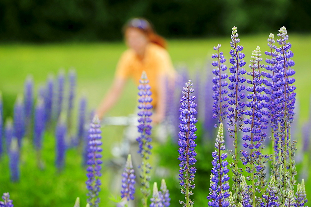 Woman cycling between lupines, Altmuehl Lake, Altmuehltal cycle trail, Altmuehltal, Bavaria, Germany