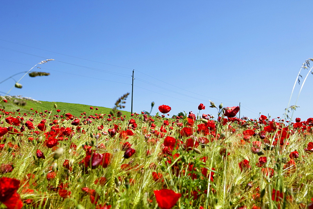 Corn field with red poppy in the countryside, Skane, South Sweden, Sweden