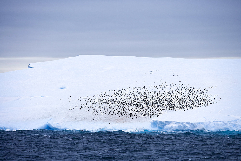 Antarctic iceberg with penguin colony under clouded sky, South Shetland Islands, Antarctica